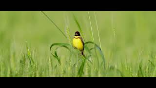 黄胸鹀 Yellowbreasted Bunting [upl. by Aicssej]