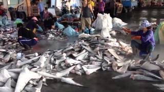 Shark Fin Market in Kaohsiung Taiwan [upl. by Riggins]