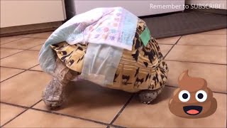 Tortoise Pooping in Huggies Diaper 🐢💩😂 [upl. by Barney]