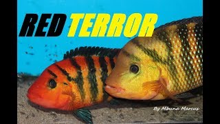 FESTAE CICHLID the NOTORIOUS RED TERROR Mesoheros festae [upl. by Wiltsey82]