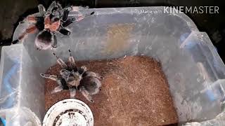 Brachypelma Emilia mexican redknee tarantula mating [upl. by Hgierb508]