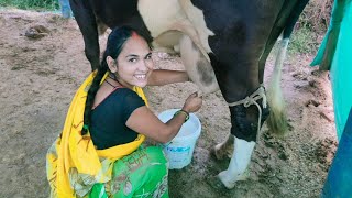 Milking Cow by hand  Village Life Vlog  Village cow milking [upl. by Ynej950]