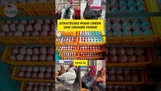 P04 Comment CRÉER VOTRE FERME Voici les stratégies pouletgoliath investiraupays agriculture [upl. by Dlabihcra]