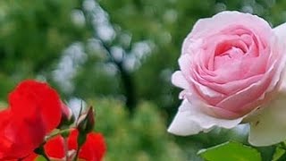 Rose plant care tipsHow to Care for Roses Tips from a Rose Grower [upl. by Sato]