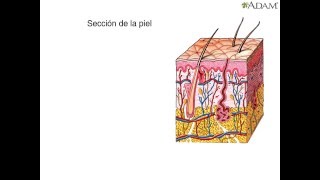 Componentes de la piel  Medicina y Cirugia [upl. by Eadahs]