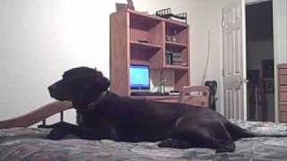 dog passes out on bed [upl. by Murdock]