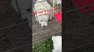 Layla our Great Pyrenees Mommy says goodbye with a wink to her youngest puppy puppy adopted puppy [upl. by Shererd867]