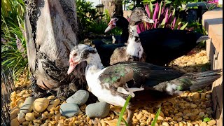 Three Muscovy Ducks in the Park [upl. by Niarbo51]