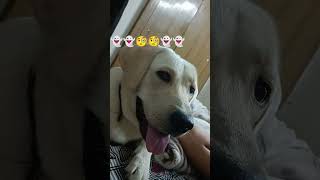 Gyan dene wale ko 🤯😹funny subscribe ytshorts comedy doglover [upl. by Lehman]