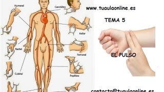 MEDIDA DEL PULSO  TCAE [upl. by Palgrave]