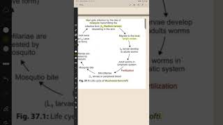 Life cycle of Wuchereria Bancrofti [upl. by Ised]