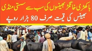 Buffalo Prices in Punjab Today  Fresh Rates Update  Khangar BuffaloampCow [upl. by Iru]