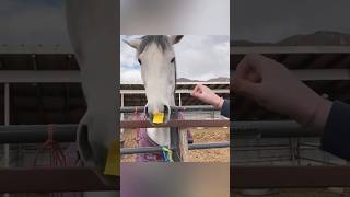 Very Useful Technique for Horse😳shorts [upl. by Timms469]