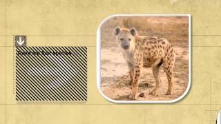 Dog Facts Hyenas Are More Closely Related to Cats Not Dogs [upl. by Ellehc]