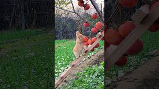 Little greedy rabbit eating persimmon Cute pet debut plan Rabbit Rural cute pet [upl. by Kimber]