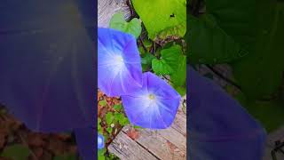 Morning Glories in November DreamTrackAI wierd plants vines [upl. by Sivle]