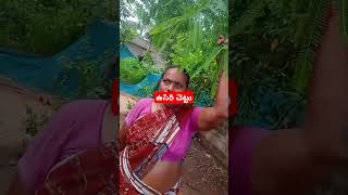 Phyllanthus emblicaఉసిరి scientific namescience food fruits everyone plants shortsyoutube [upl. by Tezile]