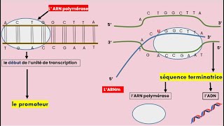 La Transcription de lADN en ARNm [upl. by Ahsinrat855]