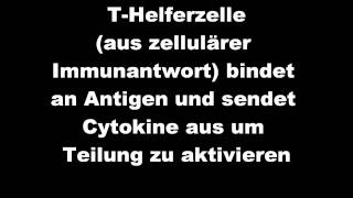 humorale Immunantwort Facharbeit [upl. by Annor194]