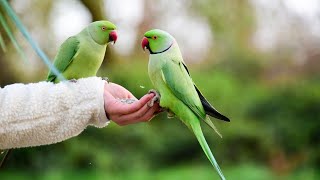 Parrot Natural Sounds Video🐦😘parrot birds 🐦 [upl. by Yhtomot]