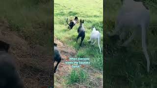 Racing Greyhound Puppies Playing greyhounds greyhoundracing pup greyhound animals dog ireland [upl. by Donelle]