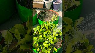 How To Fertilizer myterracegarden entertainmentpurposes Shorts Viral [upl. by Ntsuj365]