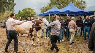 JSK  Un boeuf comme offrande ouâada pour le centre de formation [upl. by Brantley]