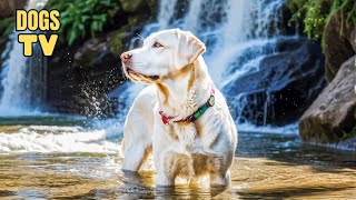 LIVE DOG TV Best Fun amp Relaxing TV for Dogs  Deep Separation Anxiety Music for Dogs Relaxation [upl. by Aneen999]