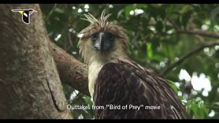 Philippine Eagle Adaptations for Hunting [upl. by Jansson]