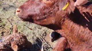 SALERSI  PRVO TELJENJE NA FARMI krcenje licke divljine farming [upl. by Noval425]