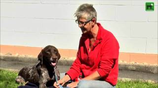 Jagdhund Bambou der deutsch kurzhaar aus dem Tierheim Gelnhausen [upl. by Htieh]