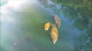 A mom and her calf in nice afternoon light at Homosassa Springs [upl. by Hubie]