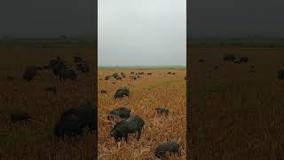 hoghog huntinghog hunthog hunters farming wildhog animals wildhogs [upl. by Notsud]