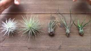 Difference between green and grey Tillandsias Planta Brutt video 17 [upl. by Maurie]