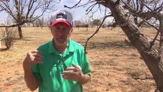 Applying Zinc to Pecan Trees [upl. by Ciccia]