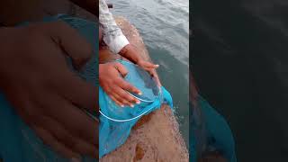 Young Mans Secret Fishing Idea fishing fishingvideos thoondilulagam seafishing [upl. by Galer]