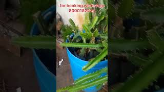 Dragon fruit plants for sale AS Tamil pets amp plants  Tamil [upl. by Gerald60]