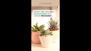 The best succulents to grow indoors ❤ [upl. by Nyllewell385]