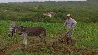 CARLÃO CAMPINANDO O SEU ROÇADO COM O JUMENTO ROCHINHO [upl. by Hayyikaz]