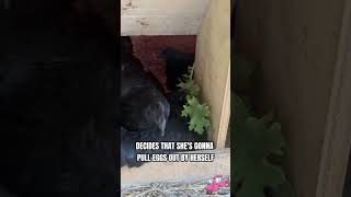 Farm Episode 54 The Mysterious Antics Of My Broody Ayam Cemani Hens [upl. by Artima]