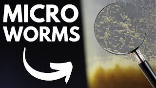 Live Fish Food How to Make Micro Worm Cultures Easiest Method [upl. by Ruphina]