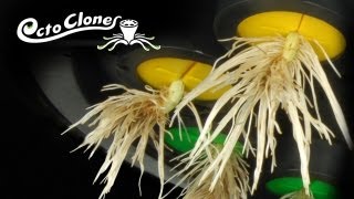 How To Clone Plants Easily And Quickly  The OctoCloner  Cloning 101 [upl. by Griz]