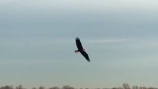 Seagull saves duck from Bald Eagle attack [upl. by Rettuc188]