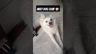 Meet Dog Club 🐶 dog doglover dogs dogshorts doglovers dogtraining [upl. by Ennaisoj505]