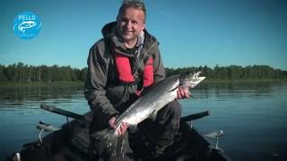 Salmon Fishing in Tornio River in Pello  Lapland Finland  Tornionjoki River Torne Älv fly fishing [upl. by Hayyifas916]