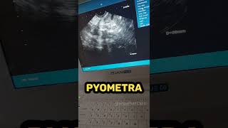 Pyometra [upl. by Suiremed]