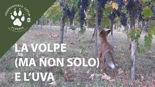 La volpe ma non solo e luva [upl. by Elleon164]