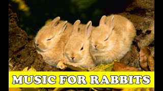 Rabbits Music Calm and Soothe your Rabbit with Soft Classical Music [upl. by Pettiford976]