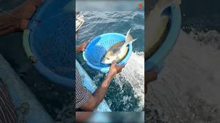 Catching Yellowfin Surgeonfish in the Sea fishing fishingvideo oceanfishing [upl. by Aicela691]