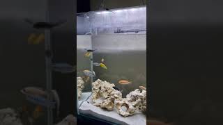 How to set up Mbuna Lake Malawi cichlids tank with Sansibar rocksand aquascape [upl. by Lucchesi]